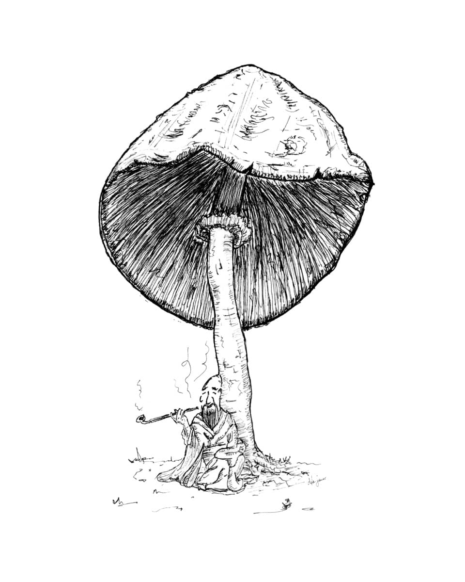 Mushroom 02
